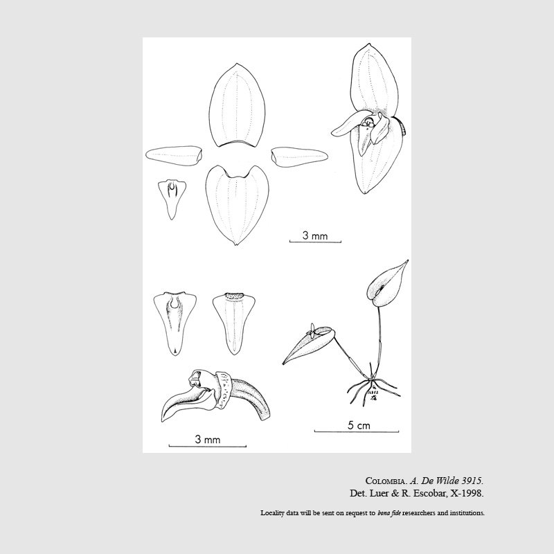 Pleurothallis baudoensis 